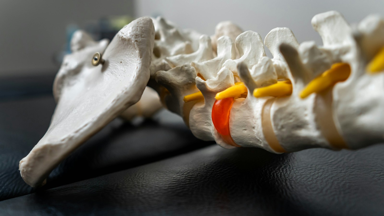 Close-up of a spine model showing a disc