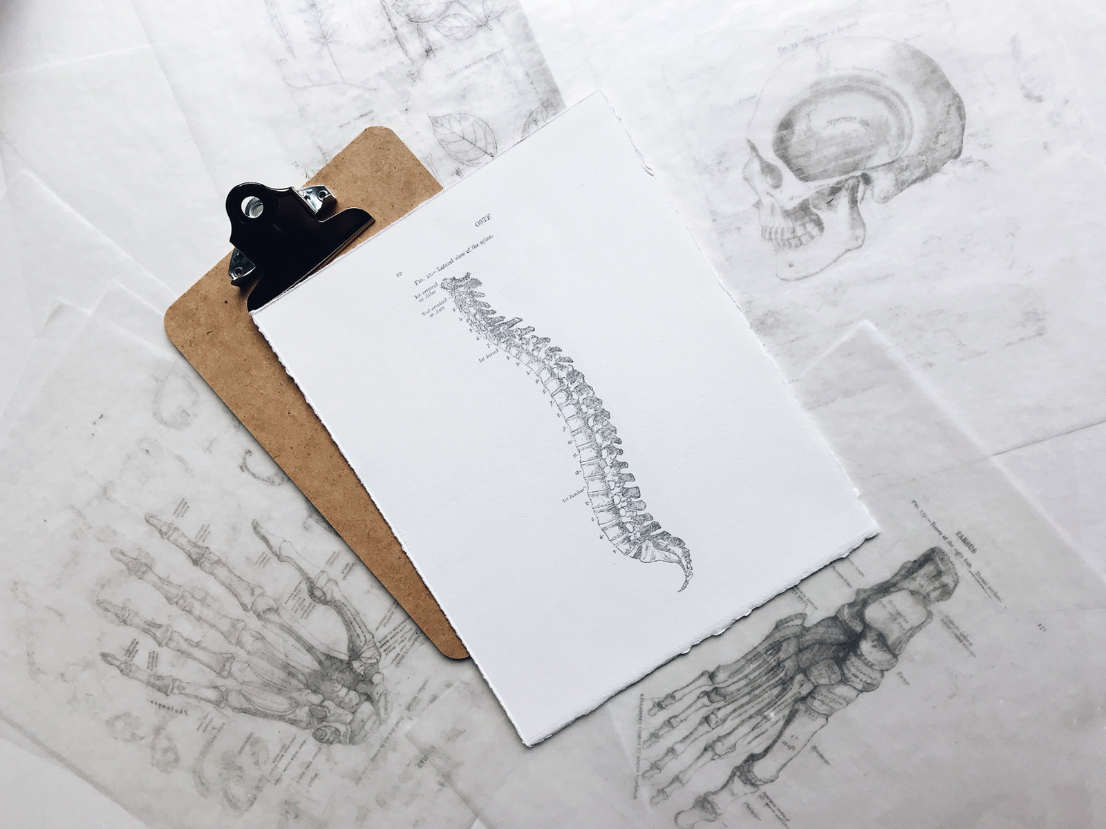 Anatomical spine illustration on a clipboard